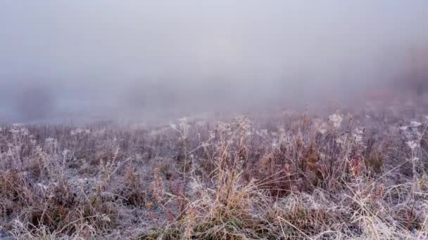 Champ dans le brouillard. Herbe gelée sur le terrain au matin froid d'hiver. Herbe couverte de givre blanc. Début de l'hiver. Matin givré et ensoleillé. Glace sur prairie. Cristal de glace sur une prairie — Video