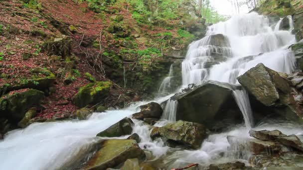 Νερό πέφτει πάνω από βράχους μέσα από την πυκνή βλάστηση φτέρης ενός Καρπάθιου δάσους. — Αρχείο Βίντεο
