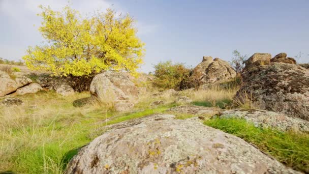 Drzewo jest ubrane w jesienny strój. Kanion Aktovsiy, Ukraina. Jesienne drzewa i duże kamienne głazy wokół. Wideo na żywo — Wideo stockowe