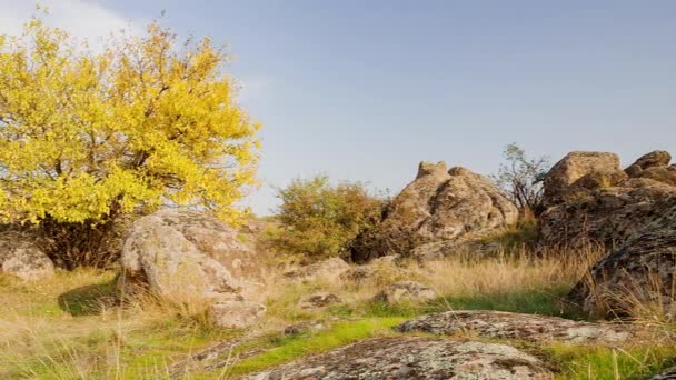 El árbol está vestido con un traje de otoño. Aktovsiy cañón, Ucrania. Árboles otoñales y grandes rocas de piedra alrededor. Vídeo en vivo — Vídeo de stock