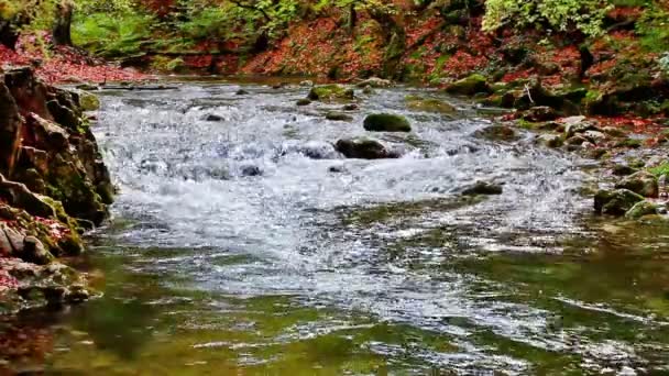 Kleine watervallen in een vredig bos — Stockvideo