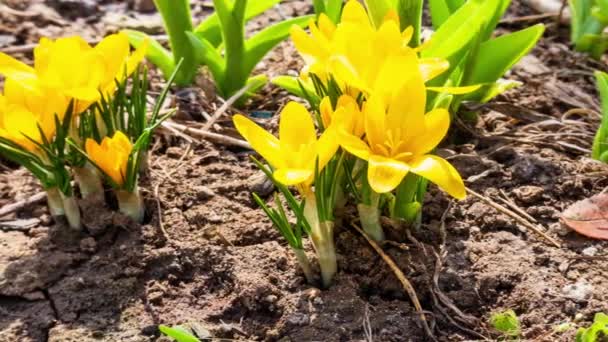 Pierwsze żółte kwiaty krokusa, szafran wiosenny — Wideo stockowe
