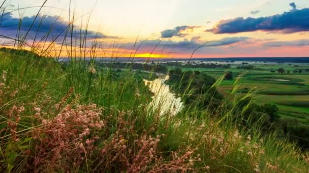 Bel tramonto soleggiato o paesaggio di campagna all'alba. Nuvole di piccoli insetti che volano sopra erba verde prato selvatico, piante e fiori in morbida luce solare calda indietro. — Video Stock