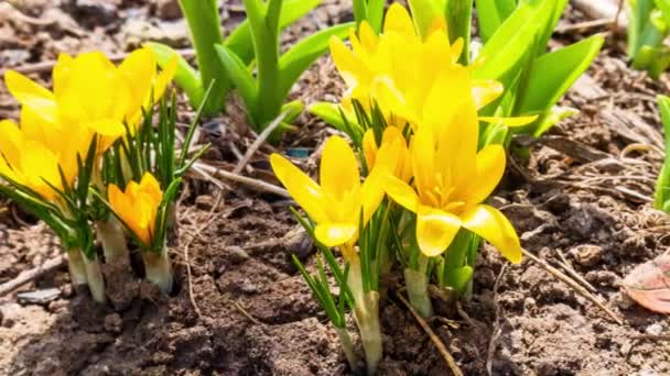 Первый желтый крокус цветы, весенний шафран — стоковое видео