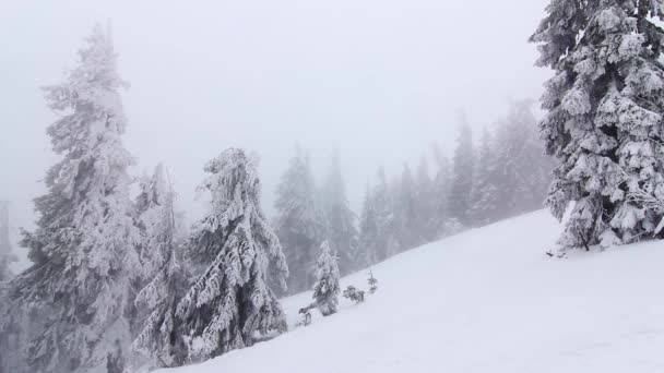 Vinterträd under snö. Vinter i bergen. Ukraina Karpaterna Dragobrat — Stockvideo