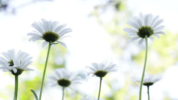 Beautiful Camomile on wind in Alps swiss — Stock Video