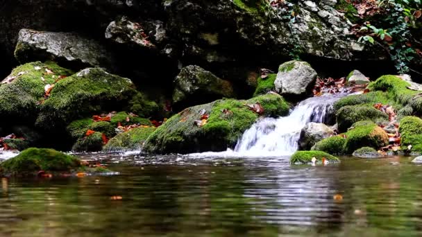 Pequeñas cascadas en un bosque tranquilo — Vídeos de Stock