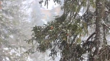 Ormana kış karı yağıyor. Kış zamanı kar yağışı. Dağlara düşen kar taneleri kış manzarası. Şiddetli kar fırtınası sahnesi arka planı. Kar mevsiminde kar yağışlı hava