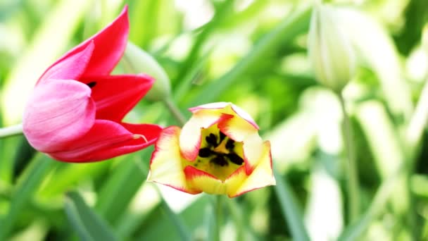 Tulipán amarillo y rojo que se eleva sobre el campo de tulipanes coloridos — Vídeo de stock