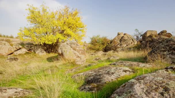 L'arbre est habillé en tenue d'automne. Canyon d'Aktovsiy, Ukraine. Arbres d'automne et grands blocs de pierre autour. Vidéo en direct — Video
