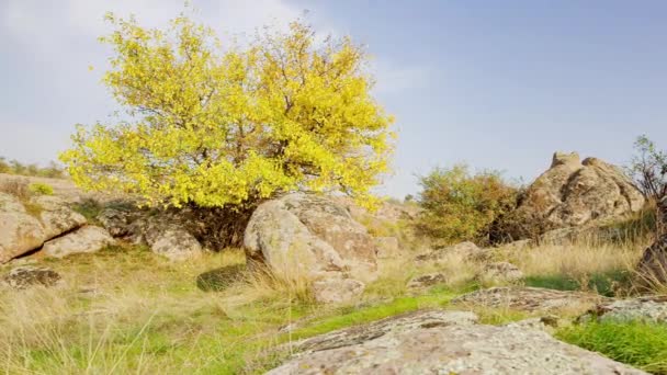 Дерево одягнене в осінній одяг. Каньйон Актовський, Україна. Осінні дерева і великі кам'яні валуни навколо. Живе відео — стокове відео