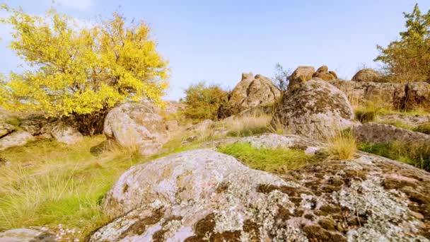 A árvore está vestida com uma roupa de outono. Aktovsiy canyon, Ucrânia. Árvores de outono e grandes pedras de pedra ao redor. Vídeo ao vivo — Vídeo de Stock