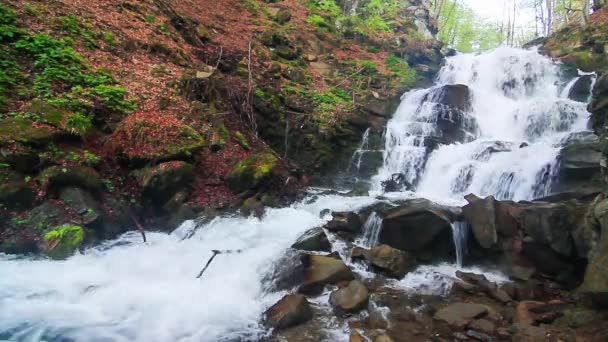 L'eau tombe sur les roches à travers le sous-bois dense de fougères d'une forêt des Carpates. — Video