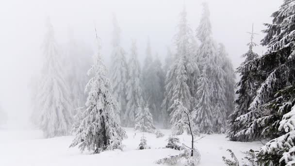 Árboles de invierno bajo la nieve. Ucrania Cárpatos Dragobrat — Vídeo de stock