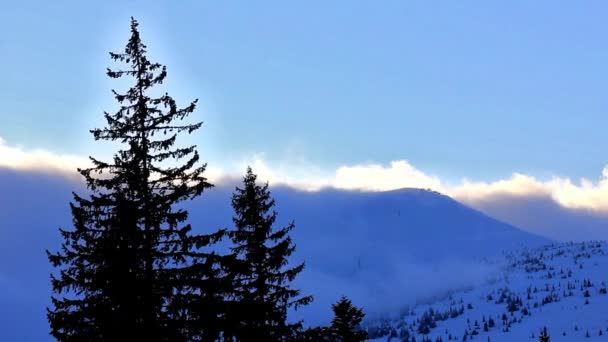 Árboles de invierno bajo la nieve. Ucrania Cárpatos Dragobrat — Vídeo de stock