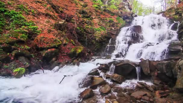 L'eau tombe sur les roches à travers le sous-bois dense de fougères d'une forêt des Carpates. — Video