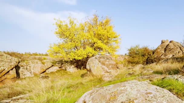 Drzewo jest ubrane w jesienny strój. Kanion Aktovsiy, Ukraina. Jesienne drzewa i duże kamienne głazy wokół. Wideo na żywo — Wideo stockowe