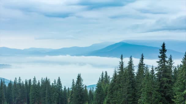 Білі хмари повільно рухаються вздовж осіннього гірського лісу на пагорбі під час дощу. Спокійний вид на вічнозелений сосновий ліс у горах у тумані. Мальовничий, красивий, загадковий пейзаж. 4k . — стокове відео