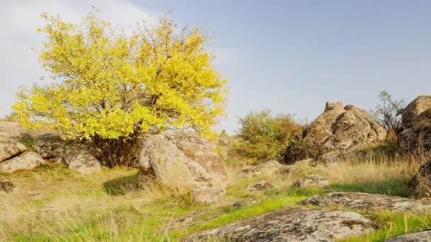 A árvore está vestida com uma roupa de outono. Aktovsiy canyon, Ucrânia. Árvores de outono e grandes pedras de pedra ao redor. Vídeo ao vivo — Vídeo de Stock