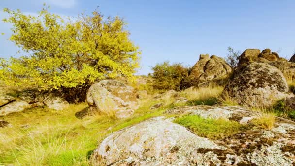 Drzewo jest ubrane w jesienny strój. Kanion Aktovsiy, Ukraina. Jesienne drzewa i duże kamienne głazy wokół. Wideo na żywo — Wideo stockowe