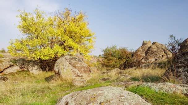 Дерево одягнене в осінній одяг. Каньйон Актовський, Україна. Осінні дерева і великі кам'яні валуни навколо. Живе відео — стокове відео