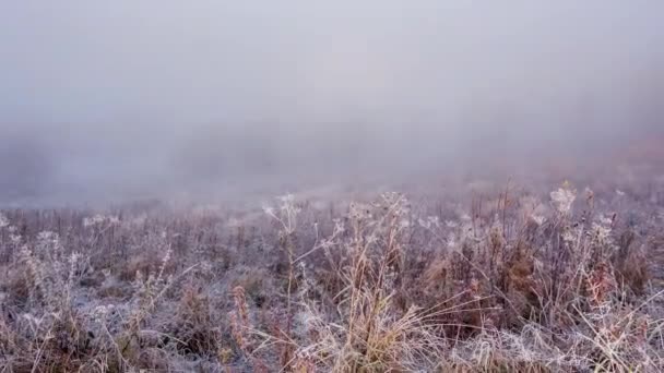 Veld in de mist. Bevroren gras op het veld op de koude winterochtend. Gras bedekt met witte vorst. Begin van de winter. IJzige zonnige ochtend. IJs op de weide. IJskristal op een weide — Stockvideo