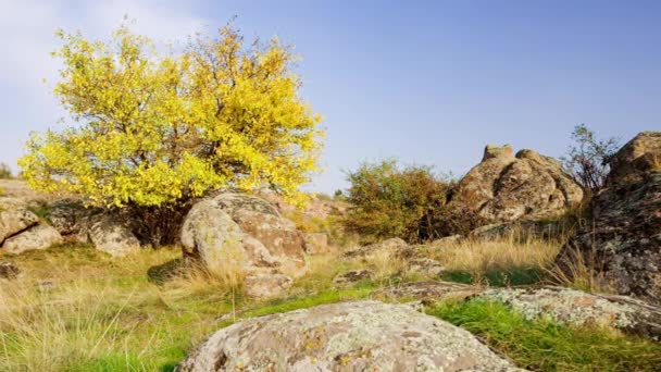 L'albero è vestito con un vestito autunnale. Canyon di Aktovsiy, Ucraina. Alberi autunnali e grandi massi di pietra intorno. Video in diretta — Video Stock
