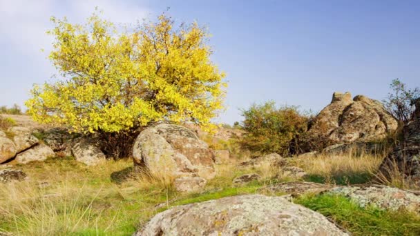 这棵树穿着一套秋装.乌克兰Aktovsiy峡谷。秋天的树和周围的大石头巨石。现场直播 — 图库视频影像