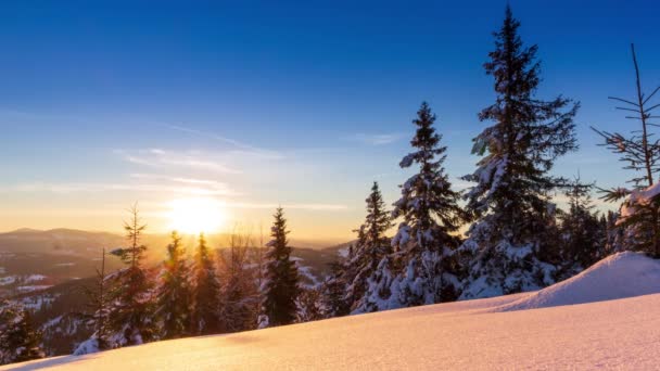 山中美丽的冬季风景.升起的太阳从覆盖在冷杉树枝上的雪中破晓而出。地面和树木覆盖着厚厚的一层新鲜蓬松的雪 — 图库视频影像