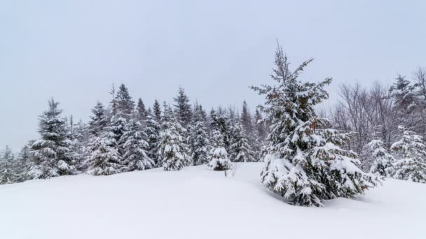 Inverno nevasca tempestade de neve, abetos cheios de neve, gelo geada em plantas e nuvens escuras no céu, em uma paisagem de montanha soberba. — Vídeo de Stock