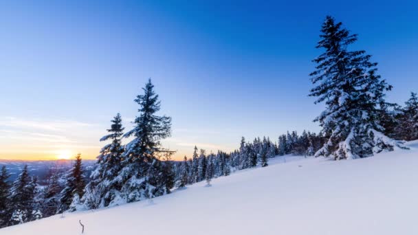 Schöne Winterlandschaft in den Bergen. Aufgehende Sonne bricht durch die schneebedeckten Äste der Tanne. Boden und Bäume mit einer dicken Schicht aus frischem, flauschigem Schnee bedeckt — Stockvideo