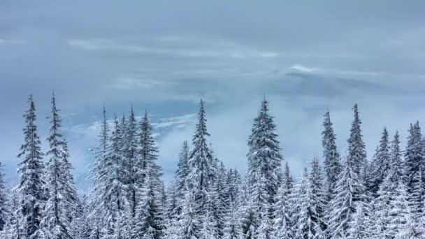 Bellissimo paesaggio invernale con alberi innevati. Montagne invernali. — Video Stock