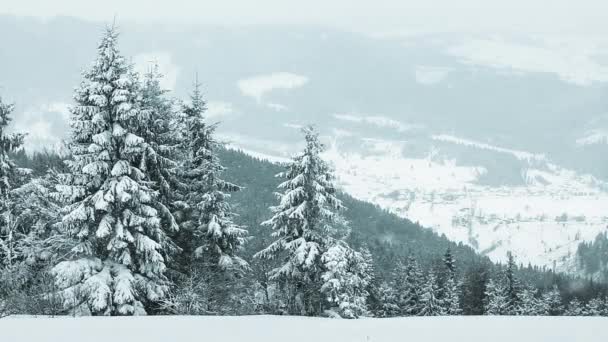 Spar Bos bedekt met sneeuw in de winter landschap — Stockvideo