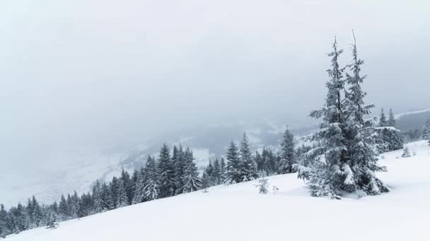 Hermoso paisaje de invierno con árboles cubiertos de nieve — Vídeo de stock
