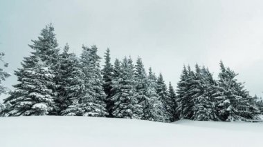 Çam Ağacı Ormanı Kış Manzarasında Karla kaplı