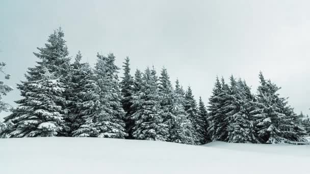 Bosque de abeto cubierto de nieve en paisaje invernal — Vídeos de Stock