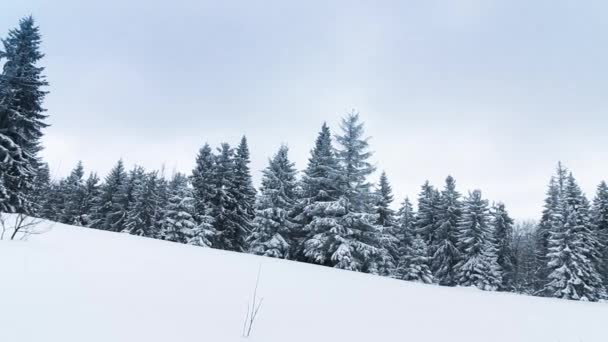 Bela paisagem de inverno com árvores cobertas de neve — Vídeo de Stock
