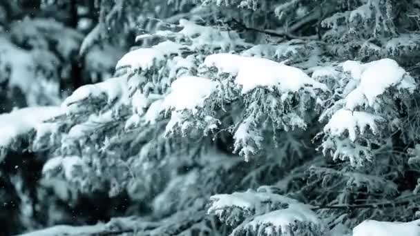 Hermoso paisaje de invierno con árboles cubiertos de nieve — Vídeo de stock