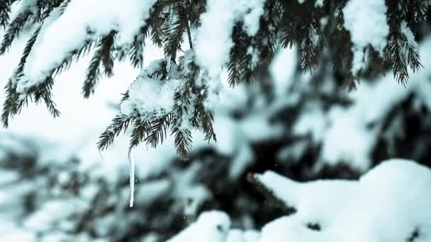 Vackert vinterlandskap med snötäckta träd — Stockvideo