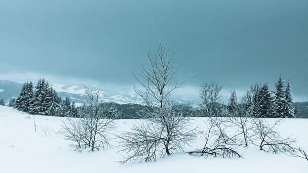 Prachtig winterlandschap met besneeuwde bomen — Stockvideo