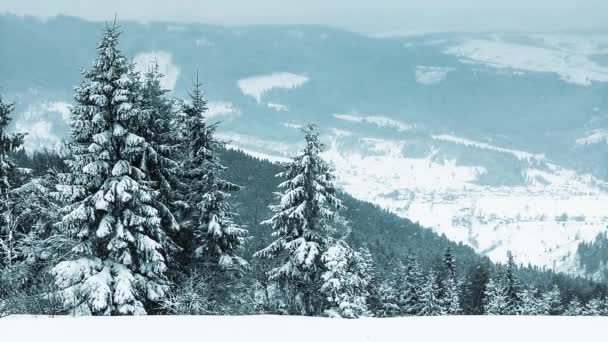 Hermoso paisaje de invierno con árboles cubiertos de nieve — Vídeo de stock