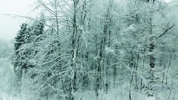 Vinterlandskap med höga granar och snö i fjällen — Stockvideo