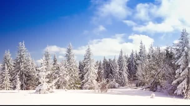 Paesaggio invernale con alti abeti rossi e neve in montagna — Video Stock