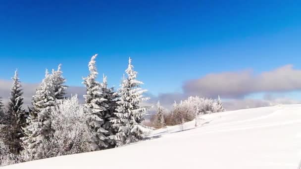 Winterlandschaft mit hohen Fichten und Schnee in den Bergen — Stockvideo