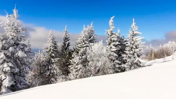 Paisaje invernal con altas abetos y nieve en las montañas — Vídeos de Stock