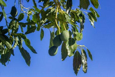 Ağaç türü Persea Americana 'nın besin değeri yüksek meyvesi olan yeşil Avokado Güney Portekiz' in Algarve bölgesinde yetişiyor..