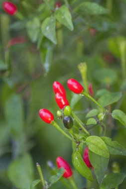 Ripen ev yapımı sıcak Tepin biberi, Specie Capsicum yıllık glabriusculumm ve A, C ve K vitaminlerinin yanı sıra beta-karoten ve potasyum kaynaklarıdır..