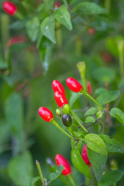 Amadurecer Pimenta Tepin Quente Caseira Espécie Capsicum Annuum Variedade Glabriusculumm — Fotografia de Stock