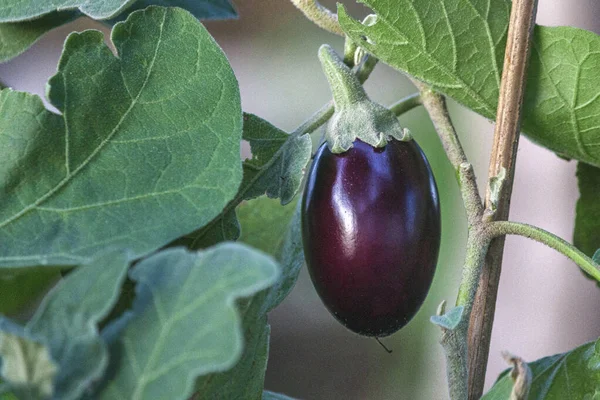 Organic Home Growing Eggplant Ripening Plant Detail Species Solanum Melongena — Stock Photo, Image