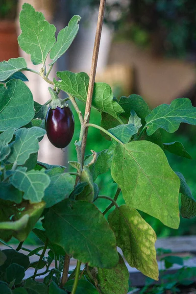 Økologisk Hjem Voksende Aubergine Modning Plante Detaljer Arter Solanum Melongena - Stock-foto